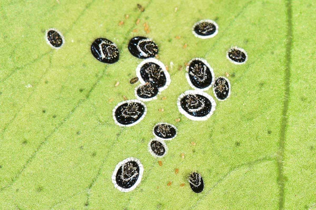 Aleyrodidae: Aleurocanthus spiniferus?  S, con stadi giovanili da det.